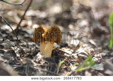 Spring Forest Mushrooms (verpa Bohemica), The First Spring Mushroom