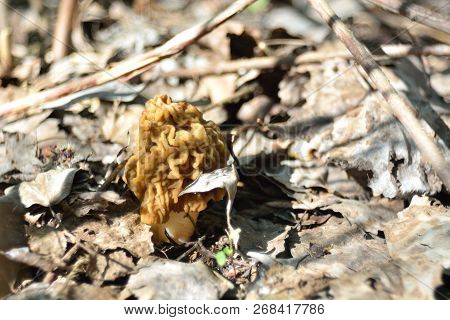 Spring Forest Mushrooms (verpa Bohemica), The First Spring Mushroom