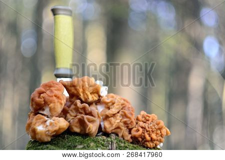 Spring Forest Mushrooms (gyromitra Gigas), The First Spring Mushroom