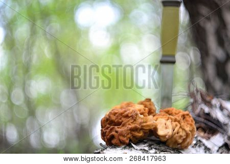 Spring Forest Mushrooms (gyromitra Gigas), The First Spring Mushroom