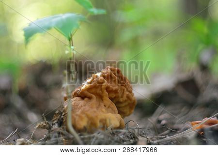 Spring Forest Mushrooms (gyromitra Gigas), The First Spring Mushroom