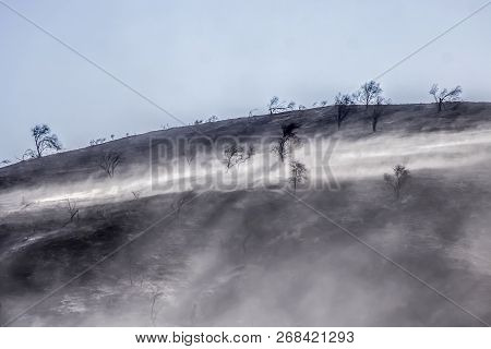 Aftermath Of California Woolsey Fire With Burned Landscape And Black Trees And Ash Blowing In The Wi