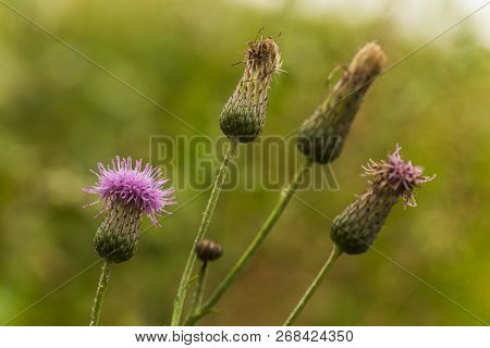 Cirsium Arvense, A Creeping Thistle, Like A Purple Flower Truffle.
