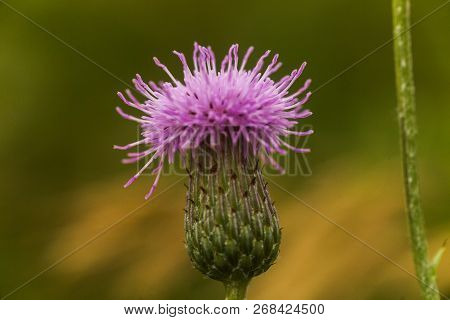 Cirsium Arvense, A Creeping Thistle, Like Purple Flower Truffle.