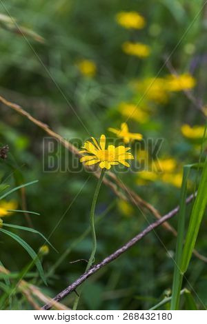 Yellow Chamomile, Anthemis Tinctoria, Cota Tinctoria, The Golden Marguerite, Oxeye Chamomile, Yellow