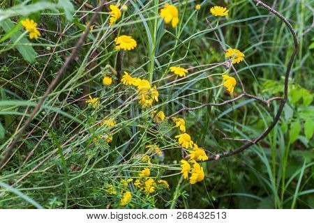 Yellow Chamomile, Anthemis Tinctoria, Cota Tinctoria, The Golden Marguerite, Oxeye Chamomile, Yellow