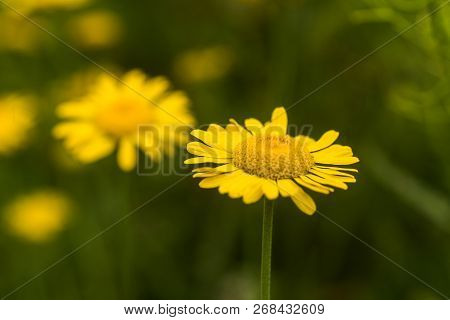 Yellow Chamomile, Anthemis Tinctoria, Cota Tinctoria, The Golden Marguerite, Oxeye Chamomile, Yellow