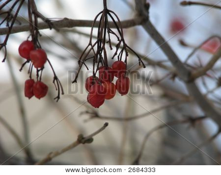 Guelder กุหลาบ