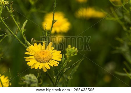 Yellow Chamomile, Anthemis Tinctoria, Cota Tinctoria, The Golden Marguerite, Oxeye Chamomile, Yellow