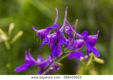 Consolida Regalis, Forking Larkspur, Rocket-larkspur, And Field Larkspur Purple Small Flowers On The