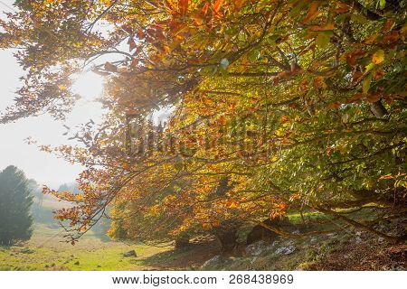 Trees In Autumn Season Background. Autumn Lansdscape