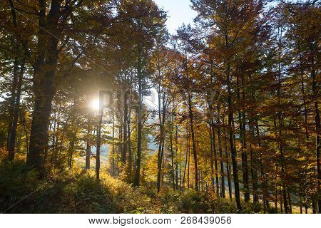 Trees In Autumn Season Background. Autumn Lansdscape