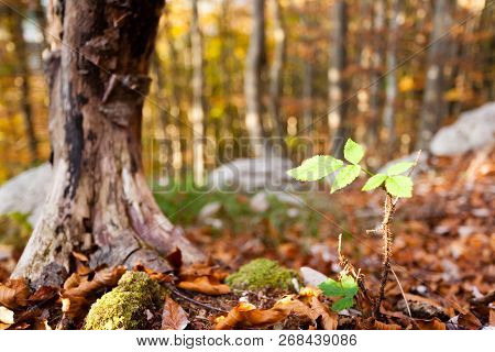 Wild Plant Leaf Close Up, Autumn Background.  Beauty In Nature. Autumn Lansdscape