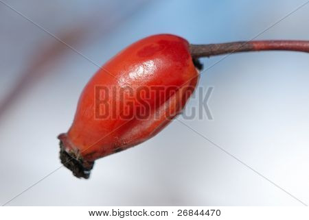 Makro foto af en eglantine på himlen baggrunden