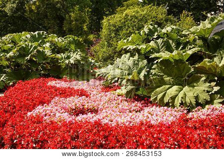 Flowers In The Planten Un Blomen Park In Hamburg, Germany.