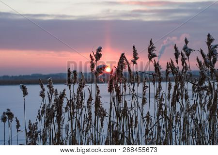 Cloudy Winter Sunset Through The Dry Weed On River, Selective Focus