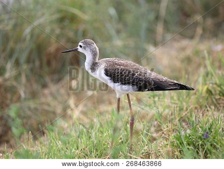 Bird Called Black Winged Stilt Walks With Paws In The Grass Of The Swamp