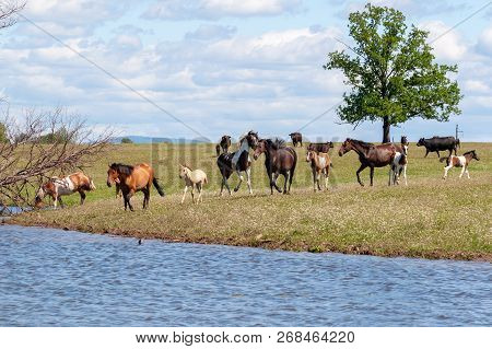 On A Hot Summer Day, A Herd Of Horses Goes To The Watering Place.