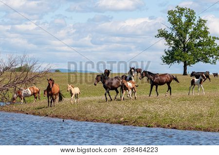 On A Hot Summer Day, A Herd Of Horses Goes To The Watering Place.