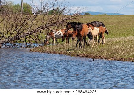A Herd Of Horses With Foals Drink Water From A Pond On A Hot, Summer Day.