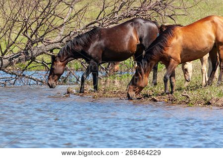 A Herd Of Horses With Foals Drink Water From A Pond On A Hot, Summer Day.