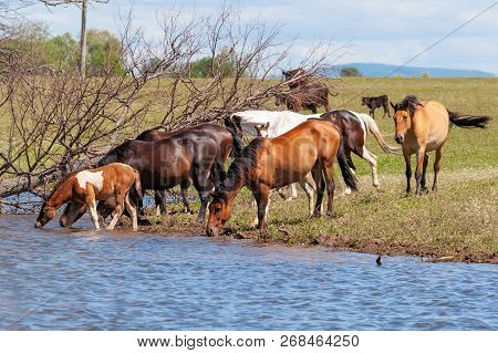 A Herd Of Horses With Foals Drink Water From A Pond On A Hot, Summer Day. Bashkiria.