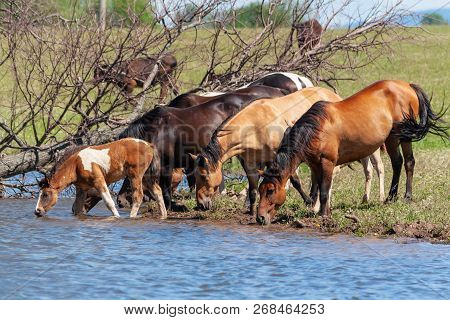 A Herd Of Horses With Foals Drink Water From A Pond On A Hot, Summer Day. Bashkiria.