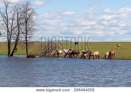 A Herd Of Horses With Foals Drink Water From A Pond On A Hot, Summer Day. Bashkiria.