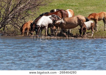 A Herd Of Horses With Foals Drink Water From A Pond On A Hot, Summer Day