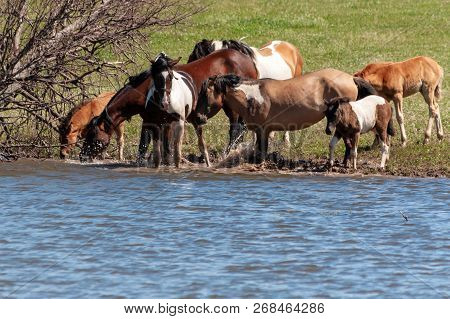 A Herd Of Horses With Foals Drink Water From A Pond On A Hot, Summer Day