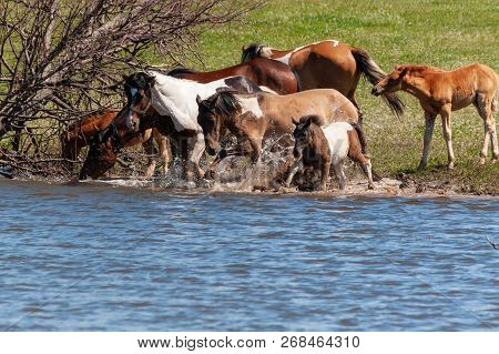 A Herd Of Horses With Foals Drink Water From The Pond And Frolic