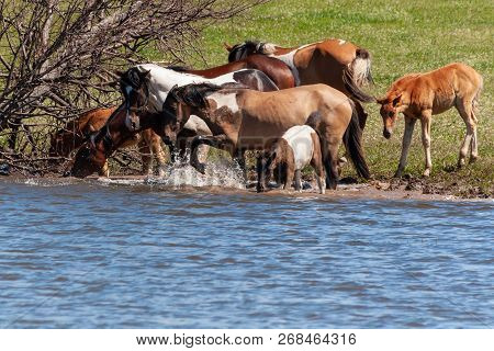 A Herd Of Horses With Foals Drink Water From The Pond And Frolic