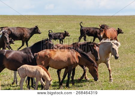 Horses With Foals, Cows With Calves Graze On A Summer Meadow. Aberdeen Angus Calves Frolic In The Me