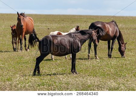 A Mare Urinates In A Meadow, Next To Horses And Foals. Bashkiria.