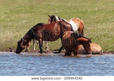 Horses Are Resting Near The Water.