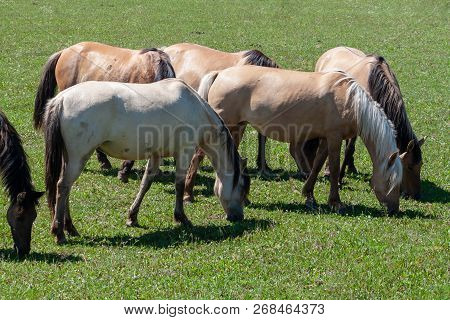 Horses Graze On A Green Pasture.