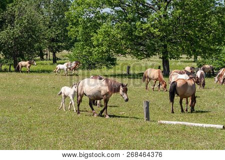 Horses With Foals Graze On Green Pasture.
