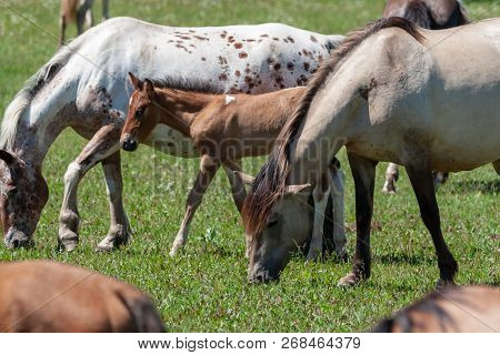 Horses With Foals Graze On Green Pasture.