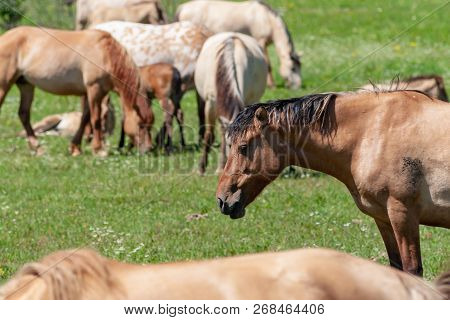 Horses Graze On A Green Pasture. Horses, Close-up.  Bashkiria.