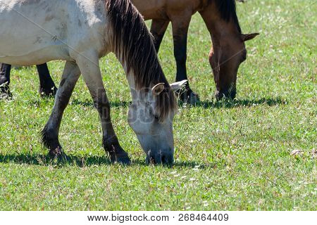 Horses Graze On A Green Pasture. Horses, Close-up. Bashkiria.