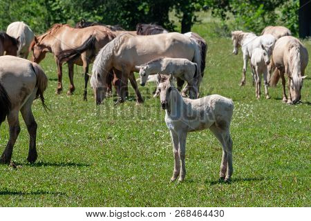 Horses With Foals Graze On Green Pasture.