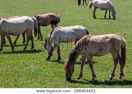 Horses Graze On A Green Pasture. Bashkiria.