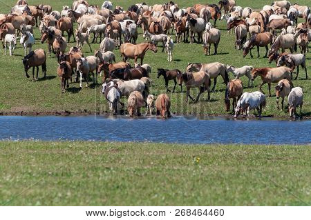 A Large Herd Of Horses Go To Water. Bashkiria.