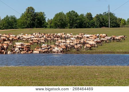 A Large Herd Of Horses Go To Water.
