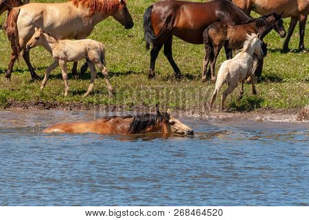 The Horse Is Swimming In The Water. Horses At The Watering Place.