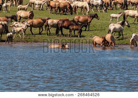 The Horse Is Swimming In The Water. Horses At The Watering Place.