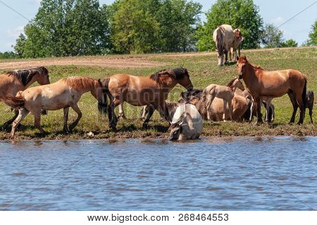 Horses Are In The Water And Drink Water.