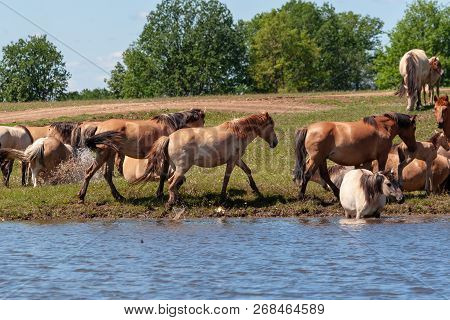 Horses Are In The Water And Drink Water.