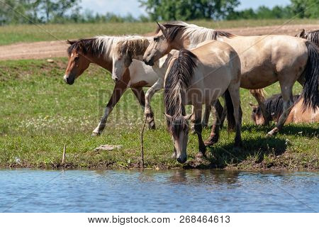Horses On The Shore Of The Pond. Horses At The Site Of Watering.