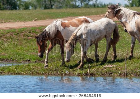 Horses On The Shore Of The Pond. Horses At The Site Of Watering.